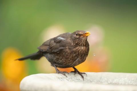 Eurasian blackbird (Turdus merula) adult female garden bird drinking water from a bird bath in