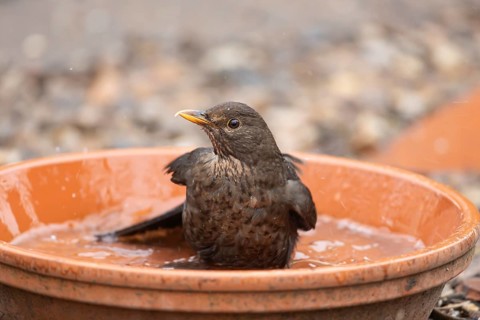 Eurasian blackbird (Turdus merula) adult female garden bird washing in a plant pot saucer in