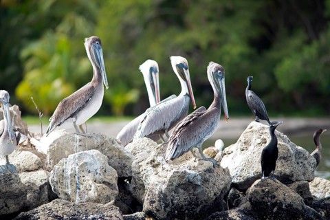 Pelicans (Pelecanus) at the river Rio Dulce, Livingston, Departamento Izabal, Guatemala