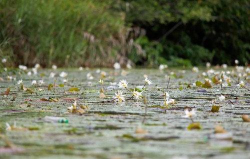 European white water lilies (Nymphaea alba) on the Rio Dulce, Livingston, Departamento Izabal,
