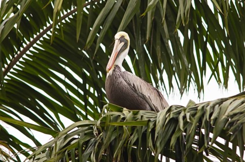 Brown pelican (Pelecanus occidentalis) on a palm tree at the Rio Dulce, Livingston, Departamento