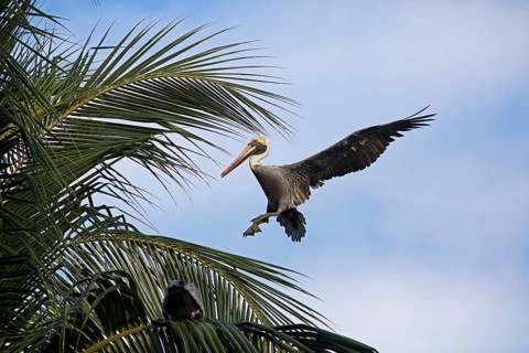 Pelican (Pelecanus) approaching a palm tree at the Rio Dulce river, Livingston, Departamento