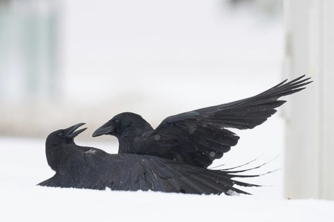 Two fighting crows (Corvus corone) in the snow, Hesse, Germany