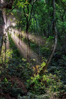 Sunlight penetrating the dense vegetation of the Brazilian rainforest, Rio de Janeiro, Brazil