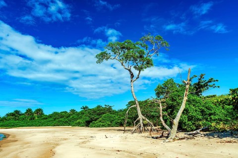 Typical Typical vegetation of the northeastern coast of Brazil on Sargi beach in Serra Grande,