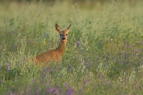 Roe deer (Capreolus capreolus) adult female doe animal in a farmland field in summer, England,