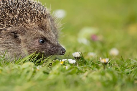European hedgehog (Erinaceus europaeus) adult mammal on a garden grass lawn with daisy flowers in
