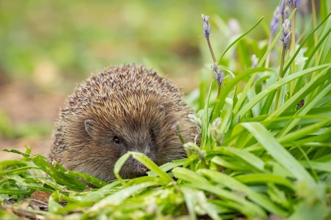 European hedgehog (Erinaceus europaeus) adult mammal in a garden with Bluebell flowers in spring,