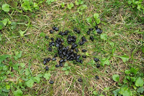 Muntjac deer (Muntiacus reevesi) droppings or poo on a garden grass lawn, England, United Kingdom