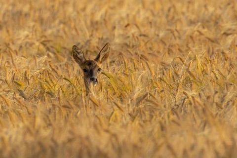 Roe deer (Capreolus capreolus) adult female doe animal in a farmland barley field in summer,