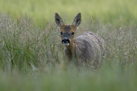 Roe deer (Capreolus capreolus) adult female doe animal in a farmland cereal field in summer,