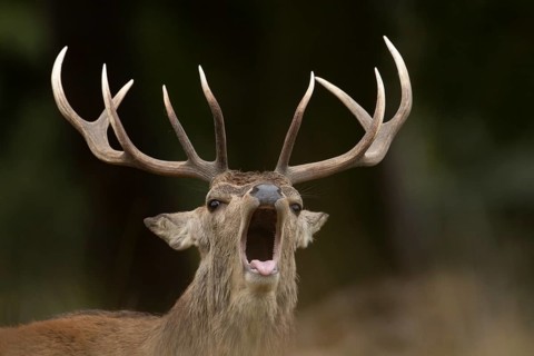 Red deer (Cervus elaphus) adult male stag mammal roaring during the rutting season in autumn,