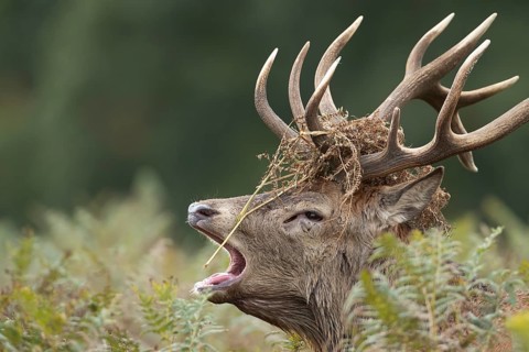 Red deer (Cervus elaphus) adult male stag mammal roaring during the rutting season amongst bracken
