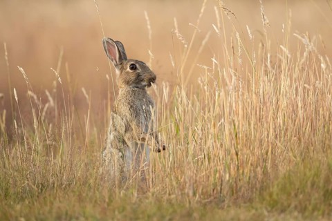 European rabbit (Oryctolagus cuniculus) adult wild mammal feeding in long grass in summer, England,