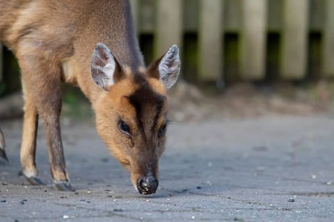 Muntjac deer (Muntiacus reevesi) adult mammal feeding on an urban path, England, United Kingdom