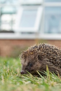 European hedgehog (Erinaceus europaeus) adult mammal on a garden grass lawn with a house in the