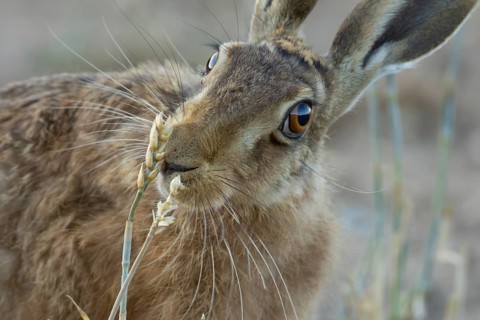 European brown hare (Lepus europaeus) adult mammal eating a wheat sheath in a farmland stubble