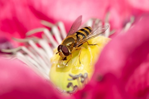 Common hoverfly (Eupeodes corollae) adult insect feeding on a garden Opium poppy flower in summer,
