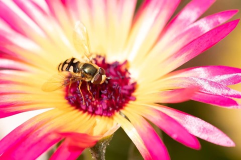 Common hoverfly (Eupeodes corollae) adult insect feeding on a garden daisy flower in summer,