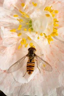 Common hoverfly (Eupeodes corollae) adult insect feeding on a garden poppy flower in summer,