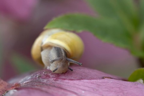 Striped snail (Cernuella virgata) adult gastropod molluscs on a garden Helebore flower in winter,