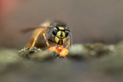 Common wasp (Vespula vulgaris) adult insect feeding on a piece of fruit in a garden in summer,