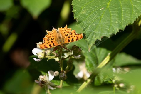 Comma butterfly (Polygonia c-album) adult insect feeding on a Bramble plant flower in summer,