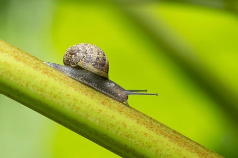 Garden snail (Cornu aspersum) adult molluscs gastropod on a garden Rhubarb vegetable plant stem in