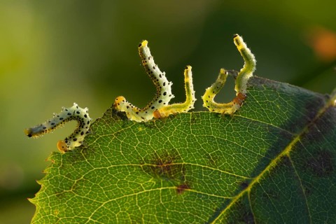 Large rose sawfly (Arge pagana) four adult insect larva garden pest feeding on a rose plant leaf in