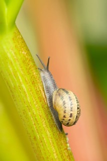 Garden snail (Cornu aspersum) adult molluscs gastropod on a garden Rhubarb vegetable plant stem in