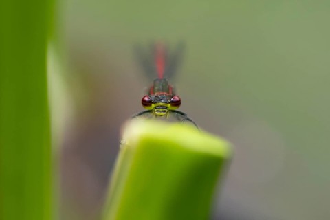 Large red damselfly (Pyrrhosoma nymphula) adult insect resting on a reed stem in summer, England,