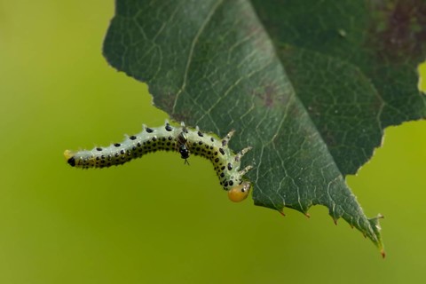 Large rose sawfly (Arge pagana) adult insect larva garden pest feeding on a rose plant leaf in