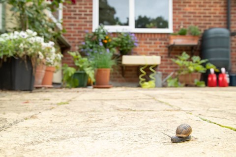 Garden snail (Cornu aspersum) adult molluscs gastropod on a garden patio with a house in the