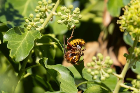 European hornet (Vespa crabro) adult insect feeding on an Ivy bee (Colletes hederae) in a Ivy tree