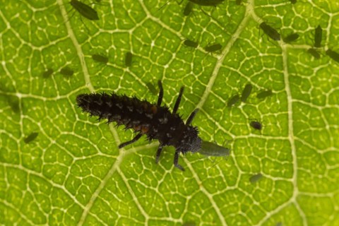 Harlequin ladybird or ladybug (Harmonia axyridis) adult insect larva eating a Plum aphid