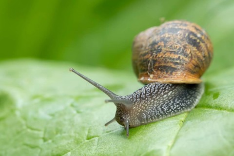Garden snail (Cornu aspersum) adult molluscs gastropod on a garden vegetable plant leaf in summer,