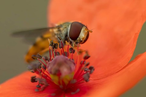 Common hoverfly (Eupeodes corollae) adult insect feeding on pollen from a red Common field poppy