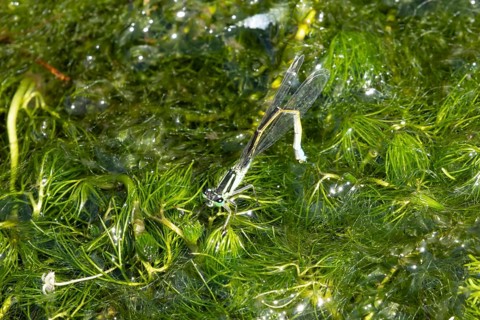 Blue tailed damselfly (Ischnura elegans) adult female insect laying eggs or ovipositing on pond