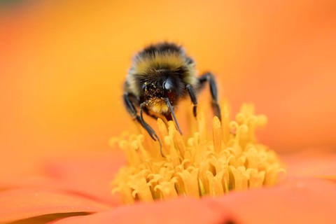 Buff tailed bumblebee (Bombus terrestris) adult bee insect feeding on a garden Mexican sunflower