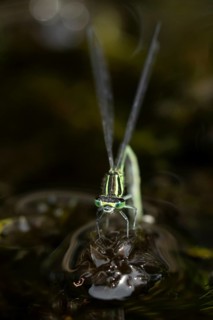 Blue tailed damselfly (Ischnura elegans) adult female insect laying eggs or ovipositing on pond