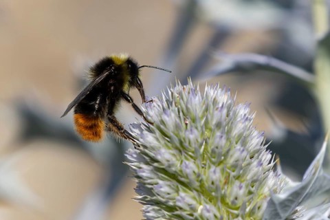 Red tailed bumblebee (Bombus lapidarius) adult bee insect feeding on a Sea holly flower in summer,