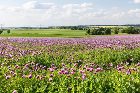 Field with blue poppy (Papaver somniferum) in bloom, Penig, Saxony, Germany