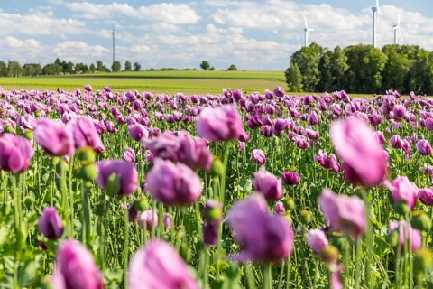 Field with blue poppy (Papaver somniferum) in bloom, wind turbines in the background, Penig,