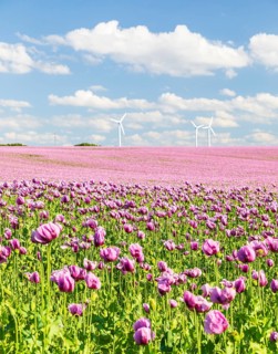 Field with blue poppy (Papaver somniferum) in bloom, wind turbines in the background, Penig,