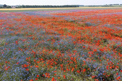 Aerial view of a field where corn poppies (Papaver rhoeas) and cornflowers (Centaurea cyanus) are