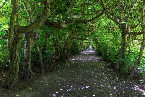 Pergola with old hornbeams (Carpinus betulus) in Pulsnitz Castle Park, Saxony, Germany