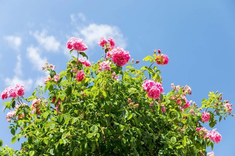 Pink roses bloom (pink) against a blue sky, Saxony, Germany
