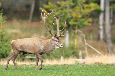 Red deer (Cervus elaphus) during the rutting season, capital stag in a forest clearing, wildlife,