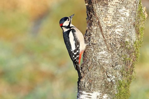 Great spotted woodpecker (Dendrocopus major), male, foraging on the trunk of a common birch (Betula