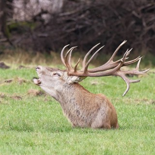 Red deer (Cervus elaphus) during the rutting season, a large stag roaring in a forest clearing,